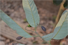 Cryptocarya amygdalina